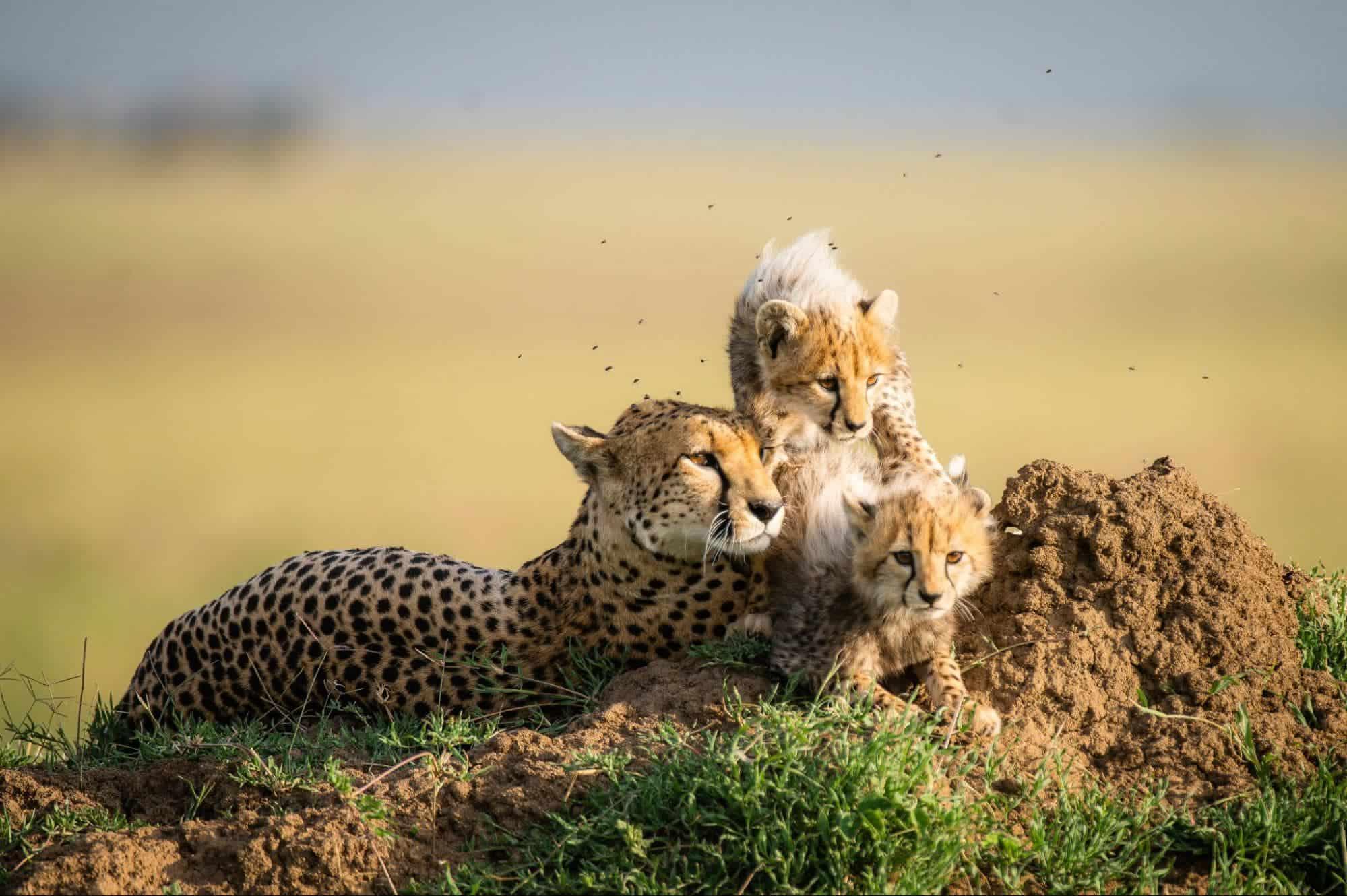 3 Day Safari Trip Tanzania Serengeti & Ngorongoro – Paradise Adventure Vacations 3 Day Safari Trip Tanzania Serengeti & Ngorongoro - Paradise Adventure Vacations