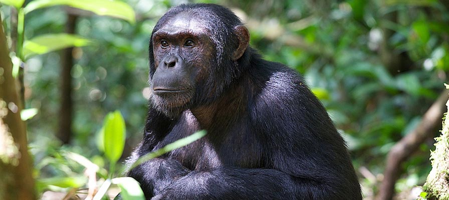 Great Apes of Uganda Safari