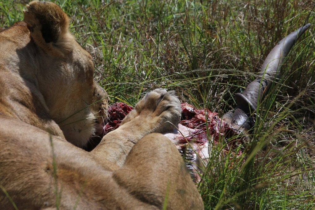 15 Day Safari Trip Tanzania and Zanzibar Beach Holiday - Paradise Adventure Vacations