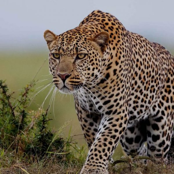 Aberdare National Park Kenya