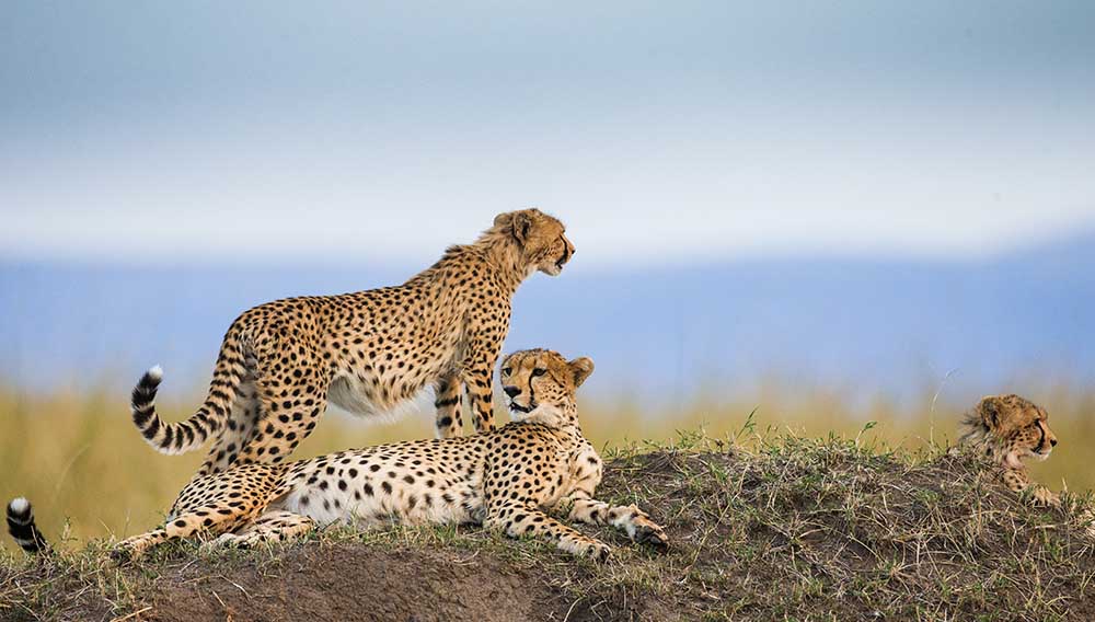 Best African Tanzania Safari