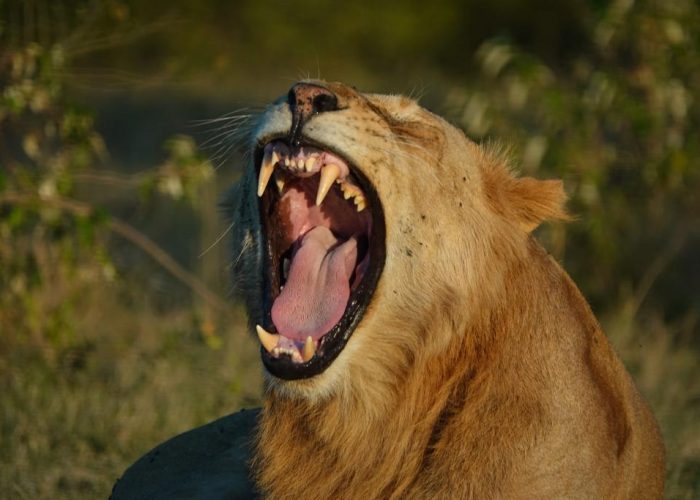 Tanzania Luxury Safari Holiday