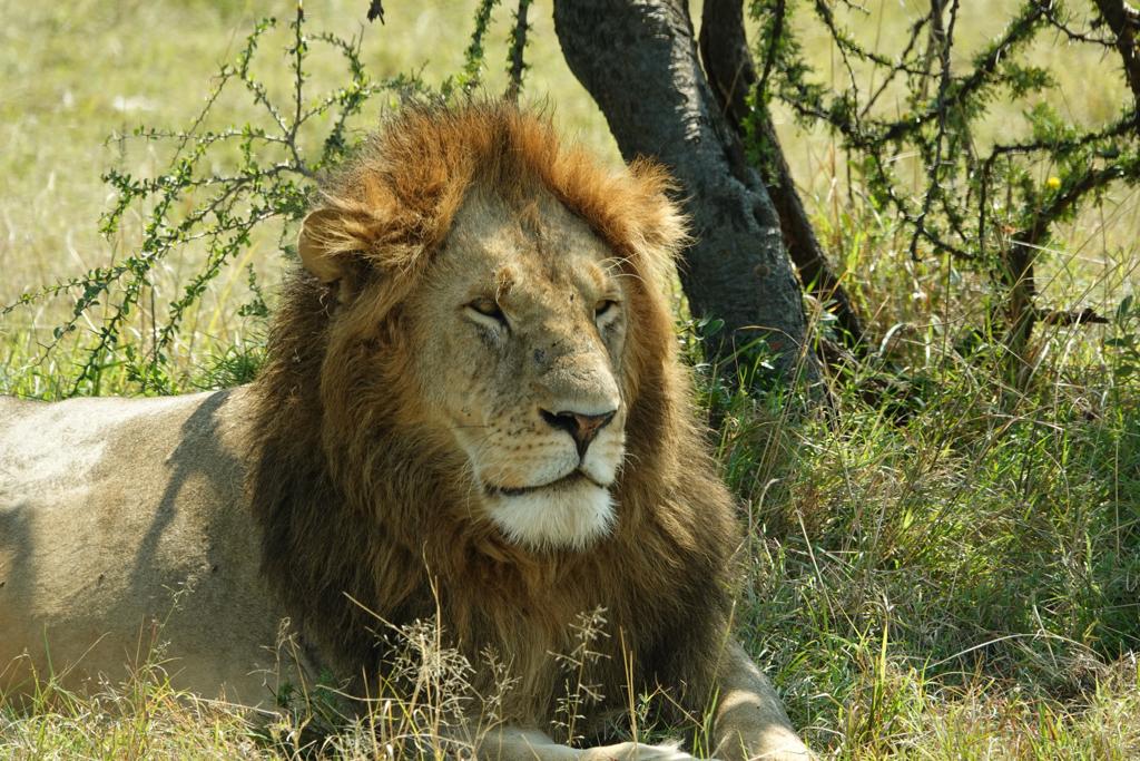 Migration Serengeti Safari Tour