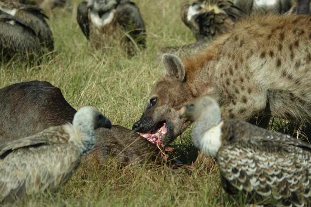 Masai-Mara Nakuru Amboseli Safari