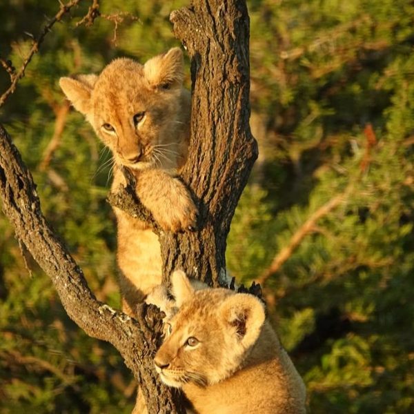 Kakamega Forest National Reserve