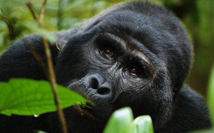 Gorilla Chimpanzee Tracking Safari
