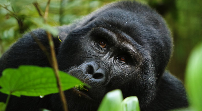 Gorilla Chimpanzee Tracking Safari