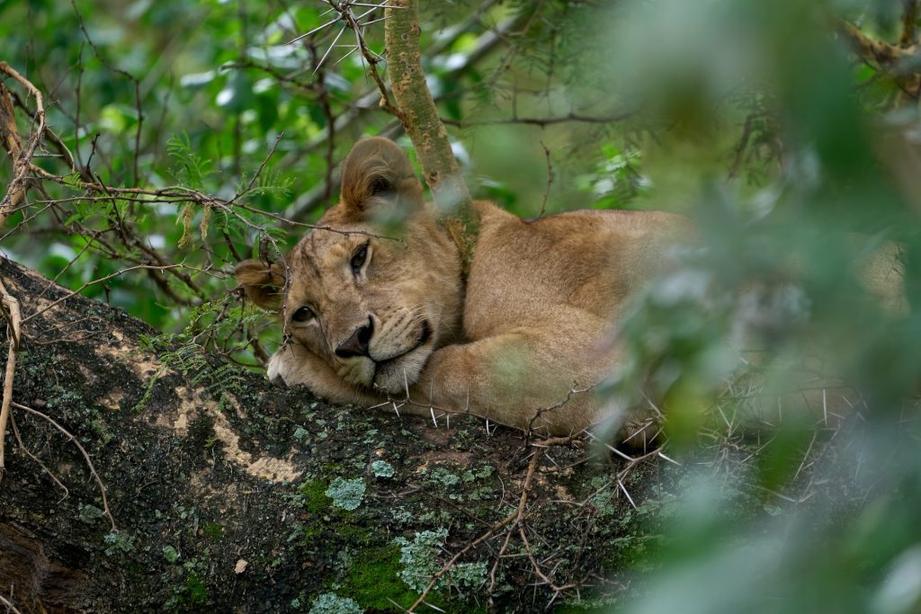 3 Day Queen Elizabeth National Park Wildlife Safari Uganda - Paradise Adventure Vacations