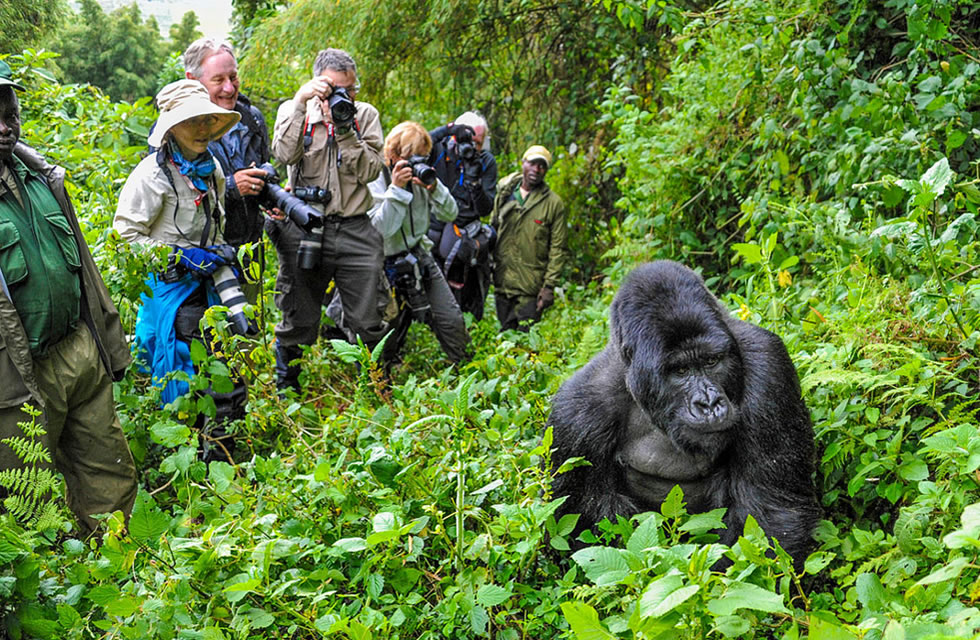 Gorilla Trekking Bwindi - Paradise Adventure Vacations