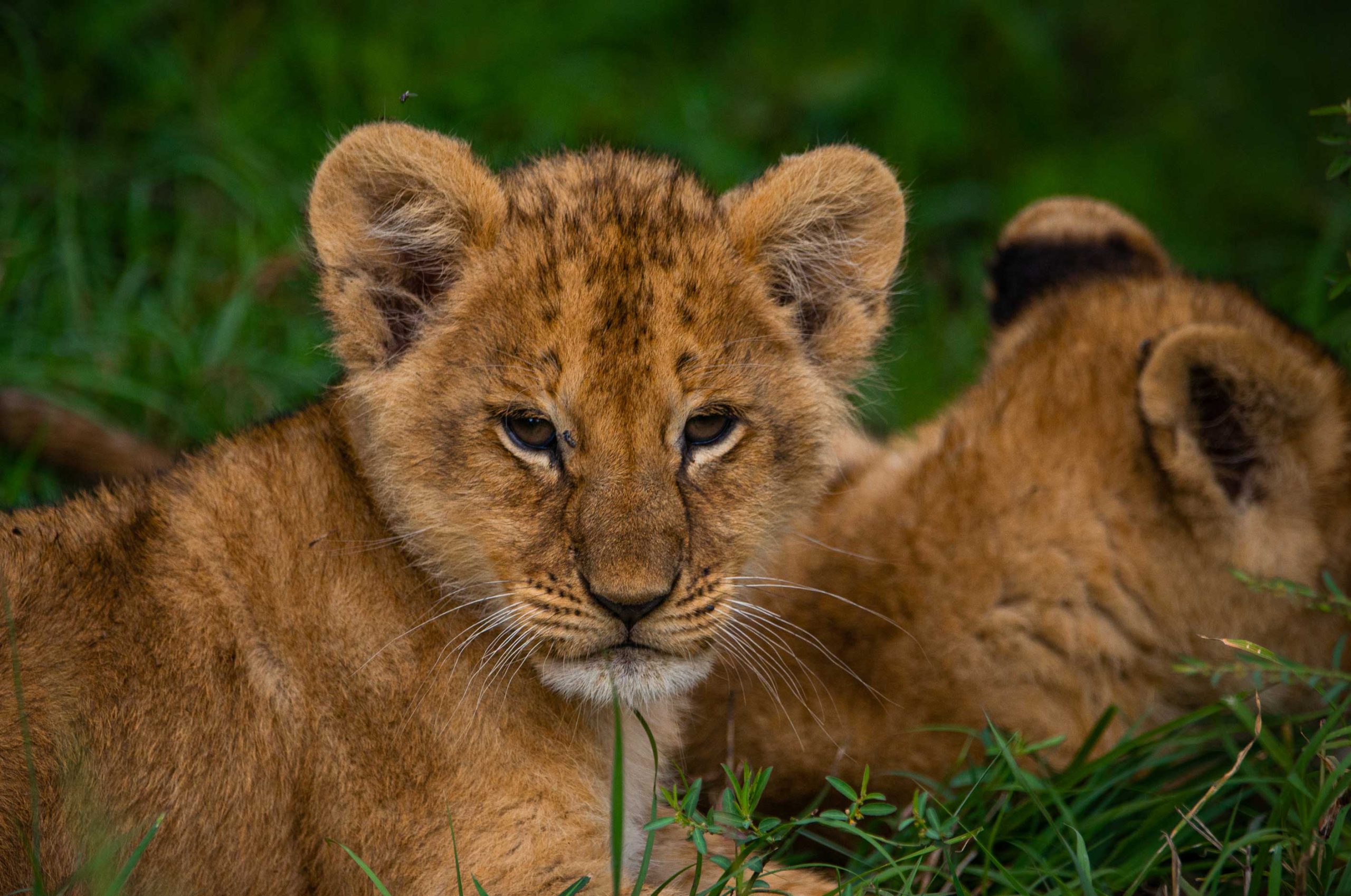 Paradise Adventure Vacations - 14-Day Uganda Safari Shoebill, Rhino, Chimps, and Gorilla Adventure