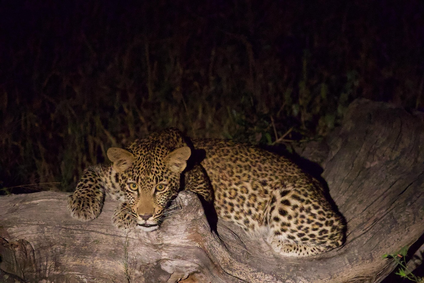 Paradise Adventure Vacations - Lake Mburo National Park – Evening to Night Game Drive