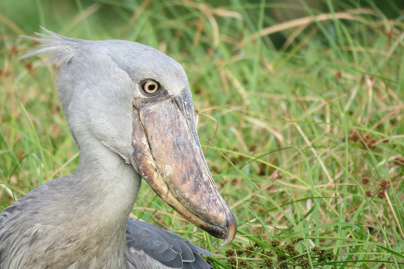 Paradise Adventure Vacations - Mabamba Swamp Shoebill stork