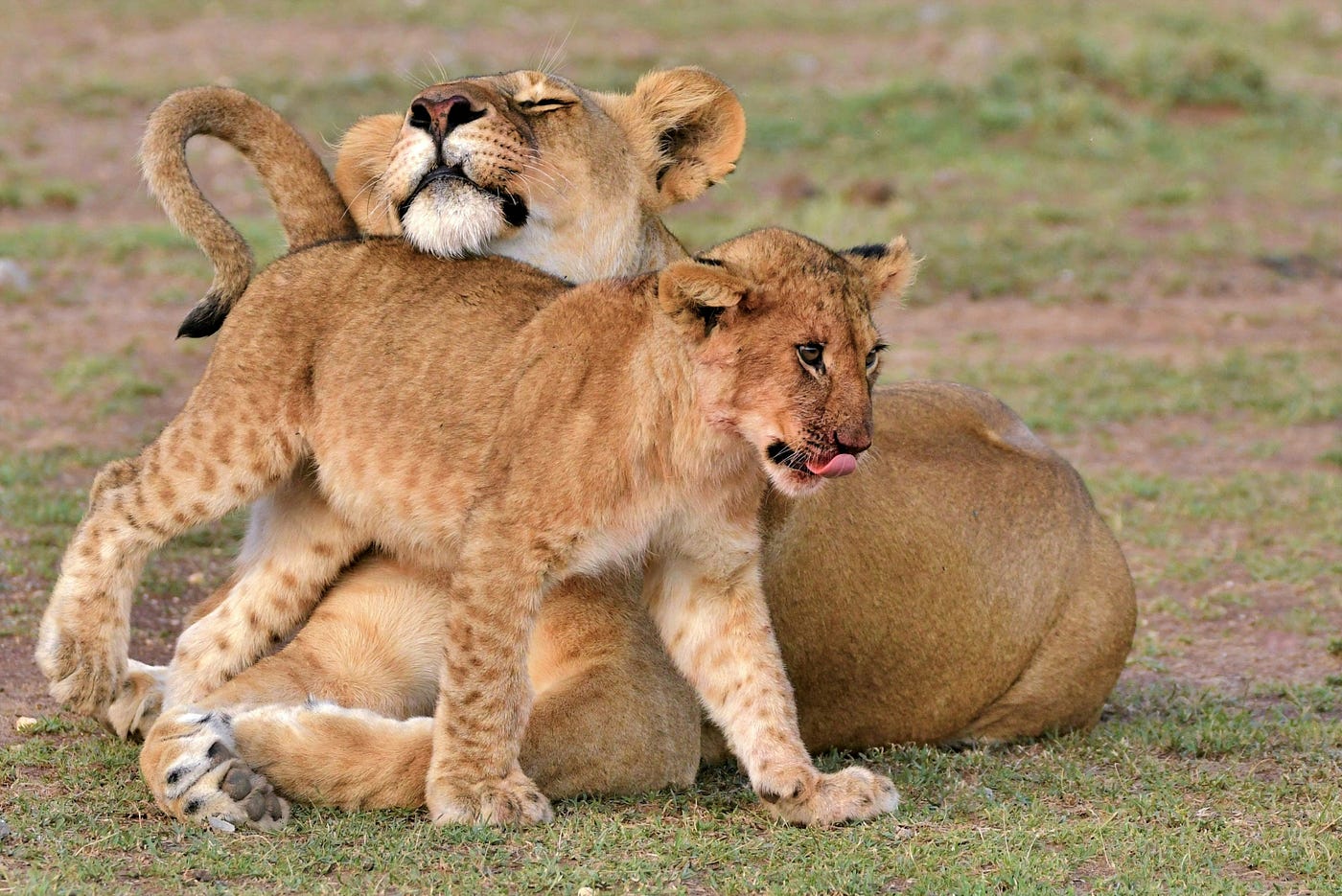 Paradise Adventure Vacations Queen Elizabeth National Park - Morning And Evening Game Drive