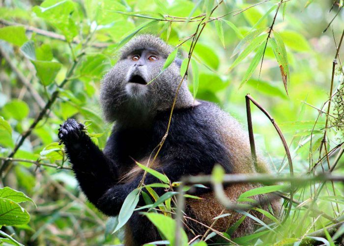 golden-monkey-in-gishwati-mukura-national-park