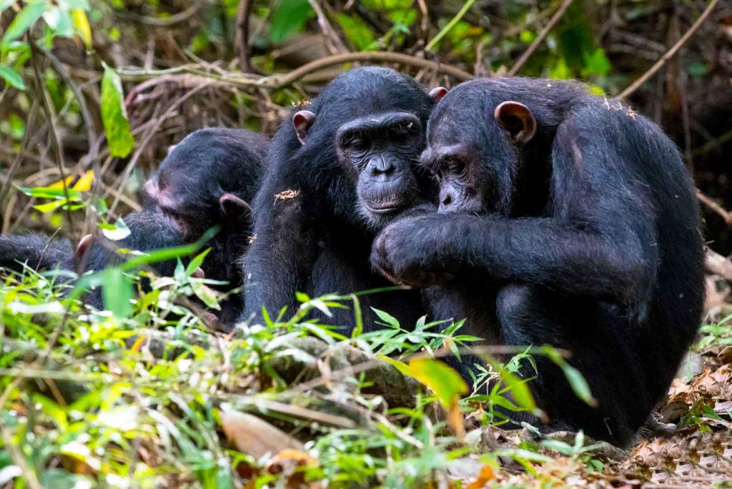 7 Days Uganda Gorilla Trekking Safari