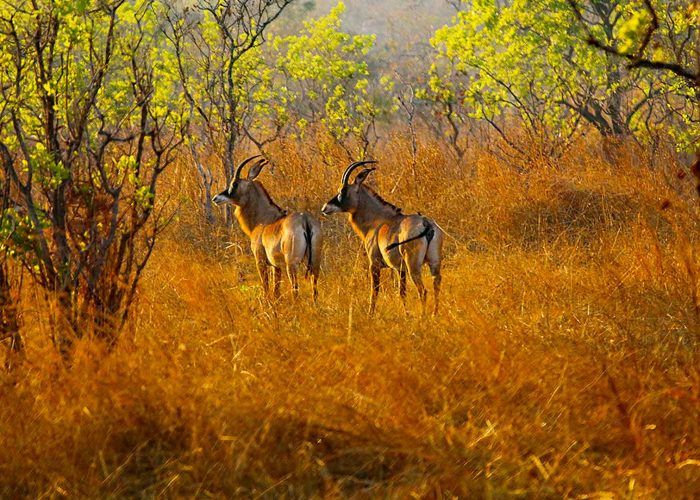 katavi-national-park
