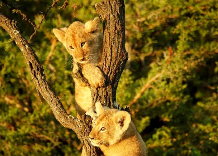 lions-in-akagera-national-park