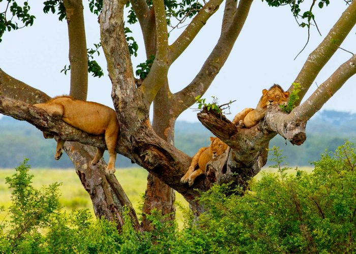 queen-elizabeth-national-park