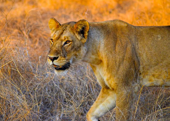 ruaha-national-park