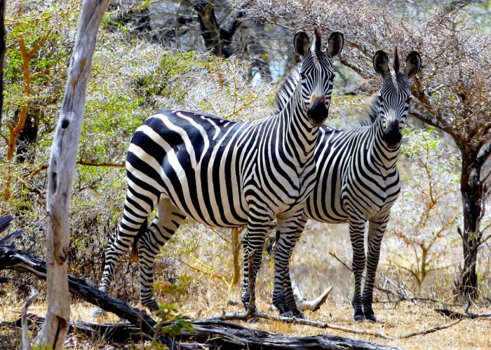 selous-game-reserve