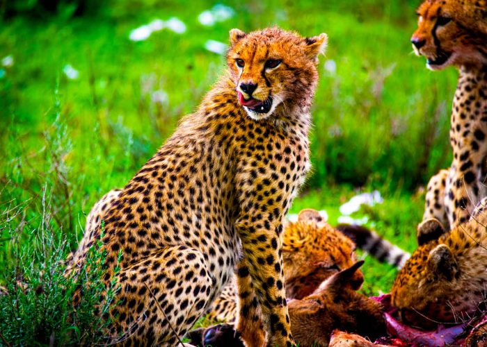 serengeti-national-park