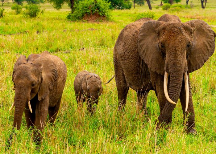tarangire-national-park