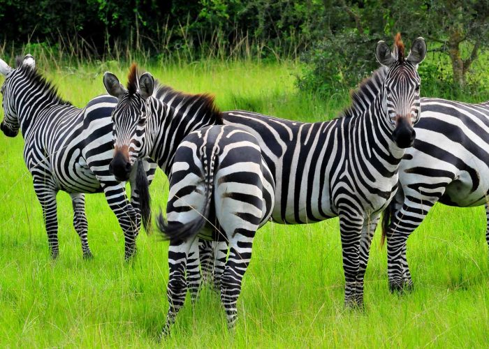 zebras-in-lake-mburo-national-park