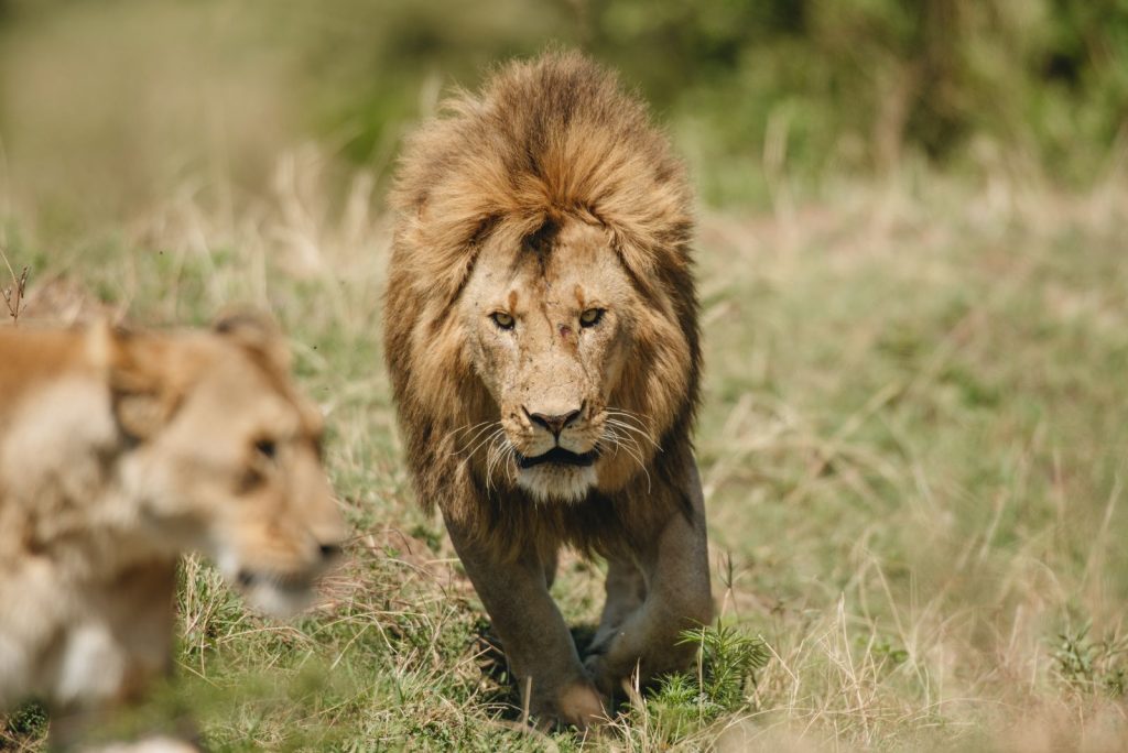 11 Days Tanzania Wildlife Safari & Zanzibar Beach Holiday - Paradise Adventure Vacations