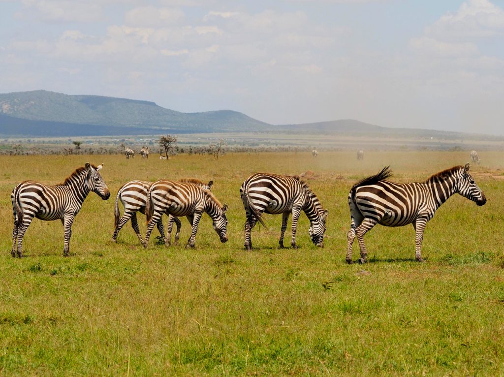 11-days-kenya-tanzania-maasai-mara-and-serengeti-holiday