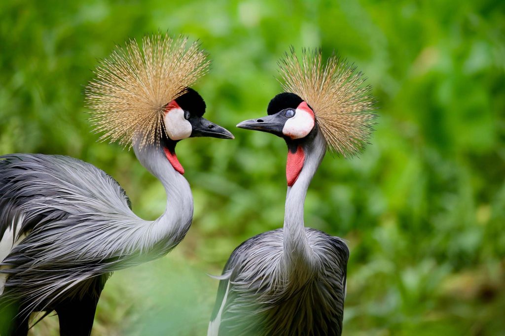 20 Day Uganda Birding Photography Safari Holiday - Paradise Adventure Vacations