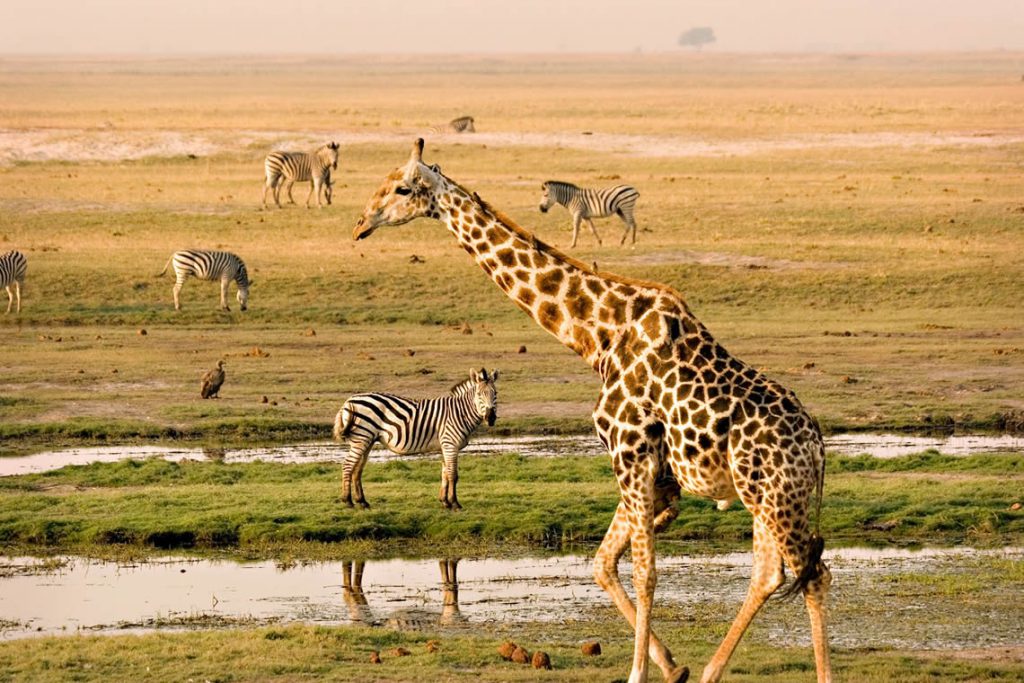 8 Days Wonders of Kenya & Tanzania Safari Mid-Range