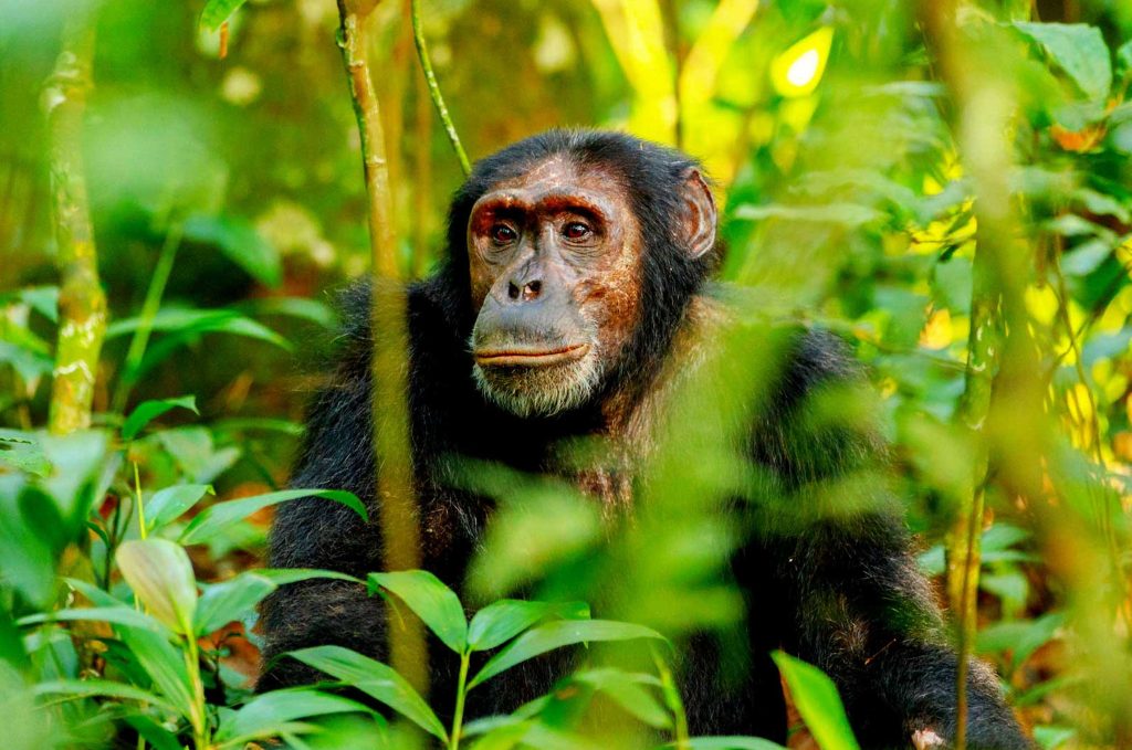 3-days-chimpanzee-tour-kibale-forest-national-park