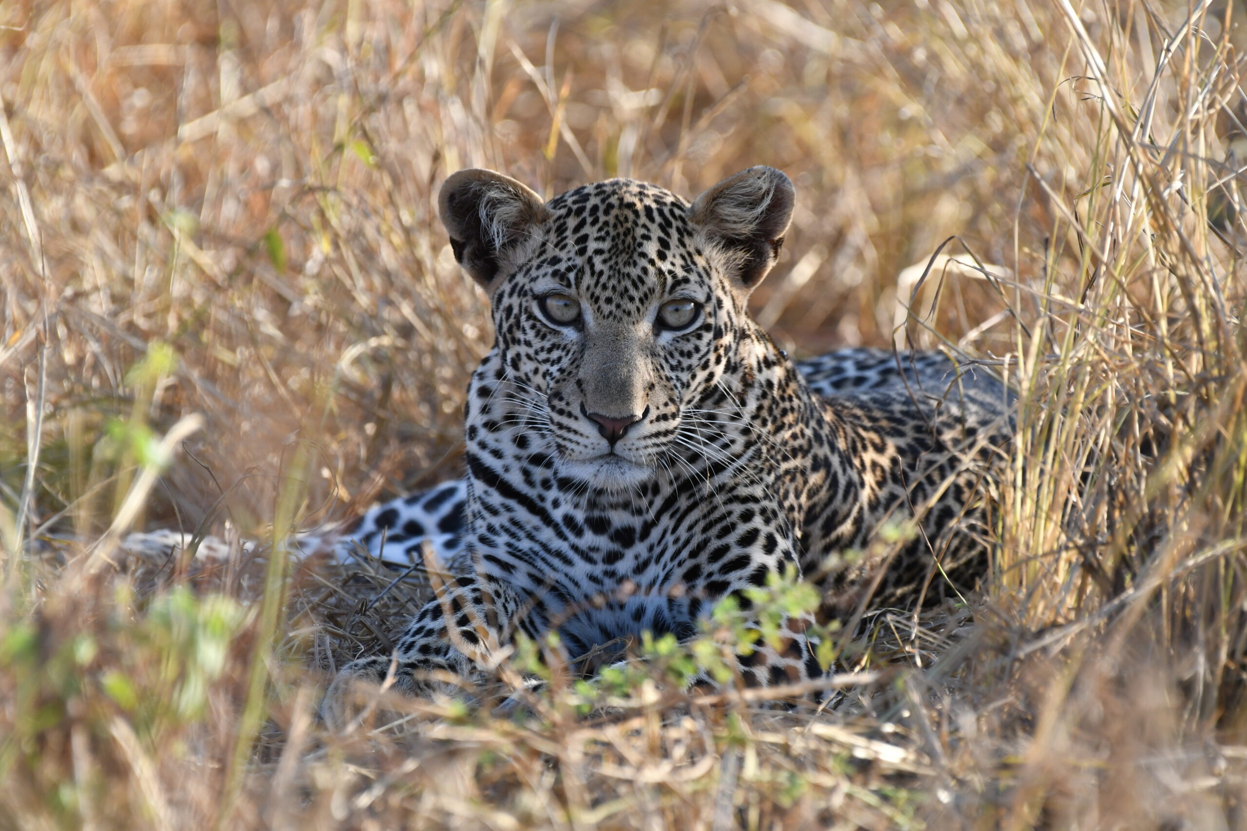 30 Day Uganda Gorillas & Chimps, Kenya & Tanzania Wildlife Safari + Zanzibar Beach Holiday - Paradise Adventure Vacations