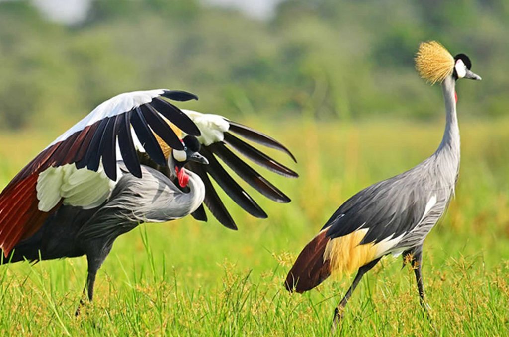 32-days-best-of-uganda-birding-safari-experience