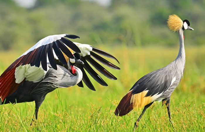 32-days-best-of-uganda-birding-safari-experience