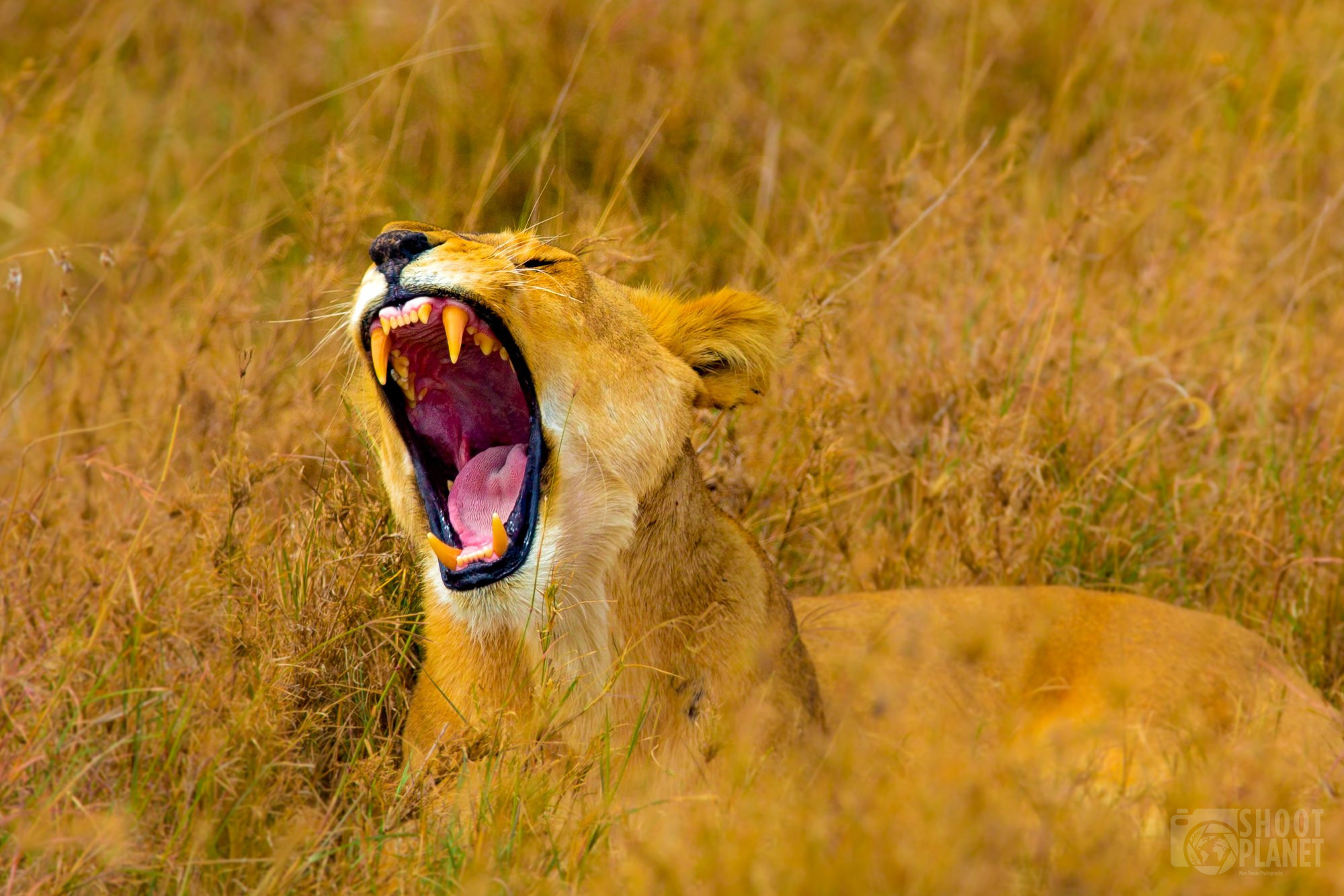 6-Day Safari Trip Tanzania Tarangire Ngorongoro Serengeti – Paradise Adventure Vacations.