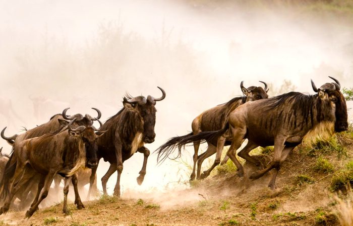 9-days-safari-to-kenya-masai-mara-zanzibar-extension