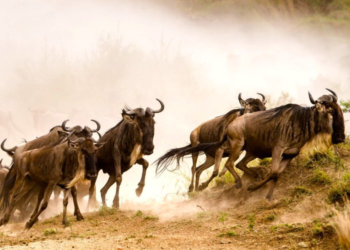 9-days-safari-to-kenya-masai-mara-zanzibar-extension