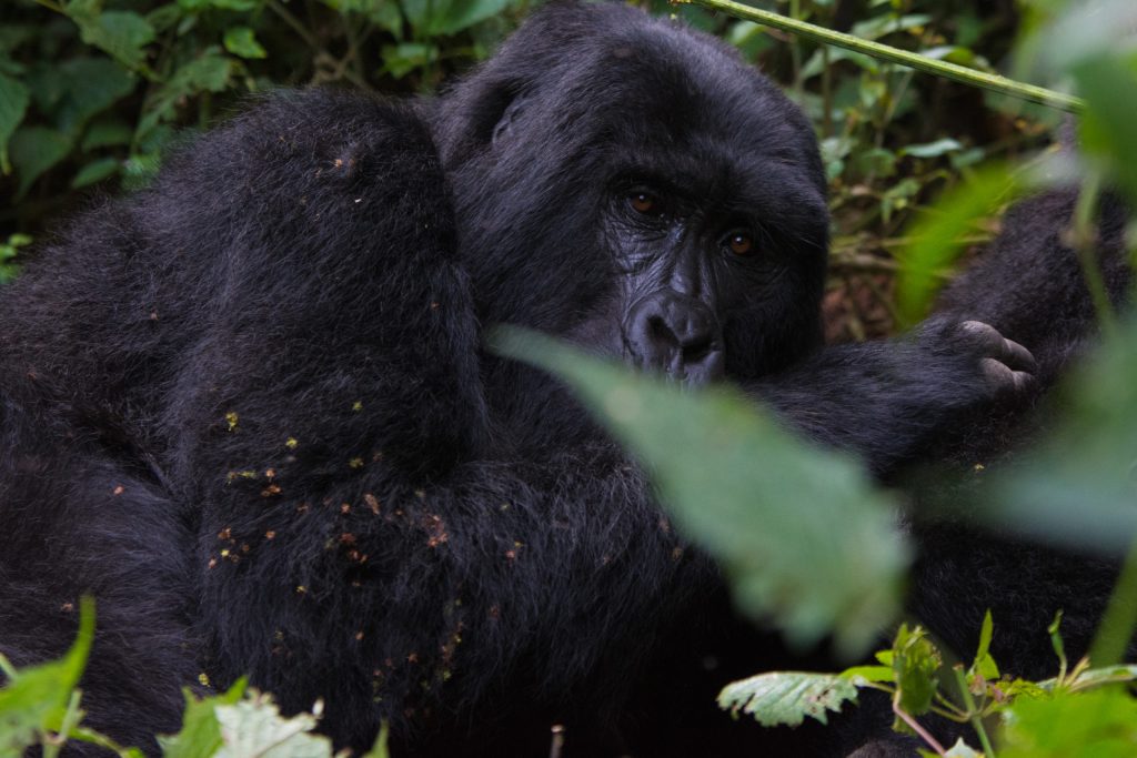 4 Day Rwanda Gorilla Trekking & Golden Monkeys