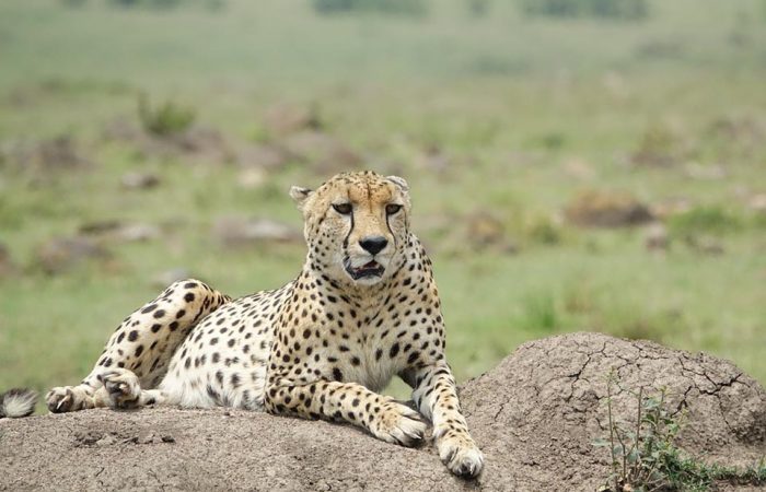 7 Days African Safari Kenya Maasai Mara & Vacations Luxury