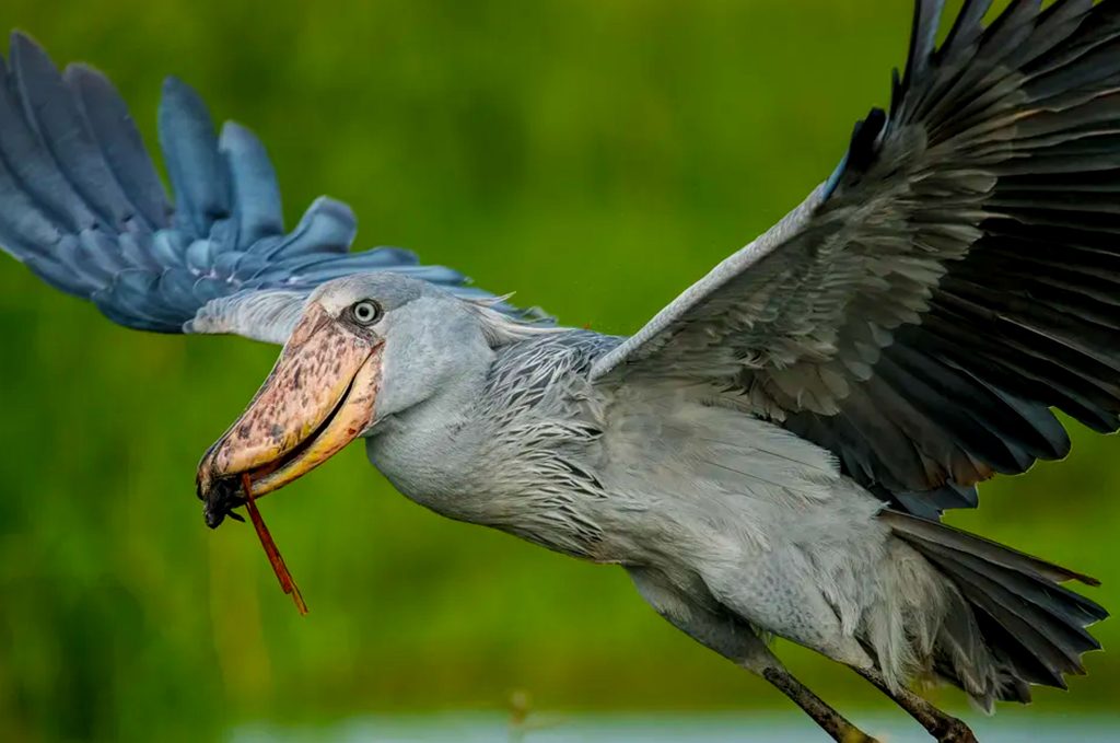 20 days Uganda birding photography safari