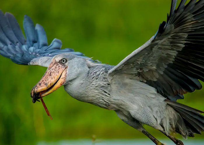 20 days Uganda birding photography safari