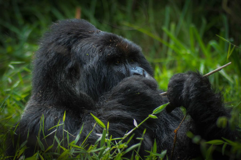 6 Days Gorilla & Chimpanzee Trekking Safari