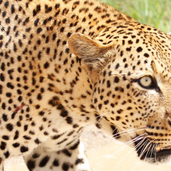 What are African Leopards?