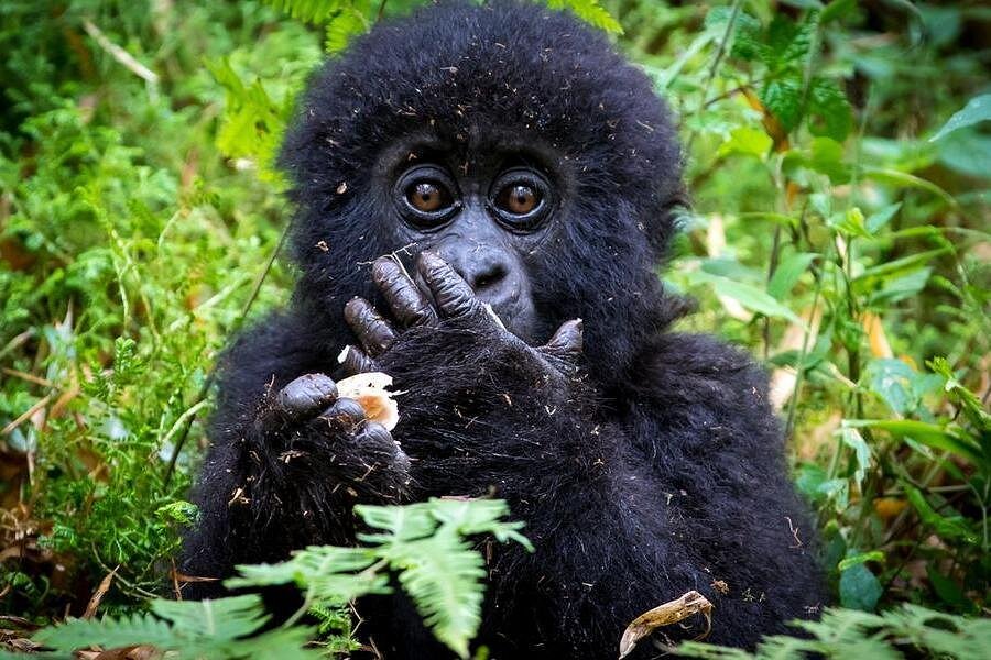 2 Days Rwanda Gorilla Trekking in Volcanoes Safari Adventure - Paradise Adventure Vacations