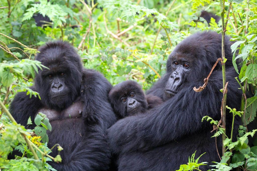4 Days Double Gorilla Trekking Rwanda - Paradise Adventure Vacations