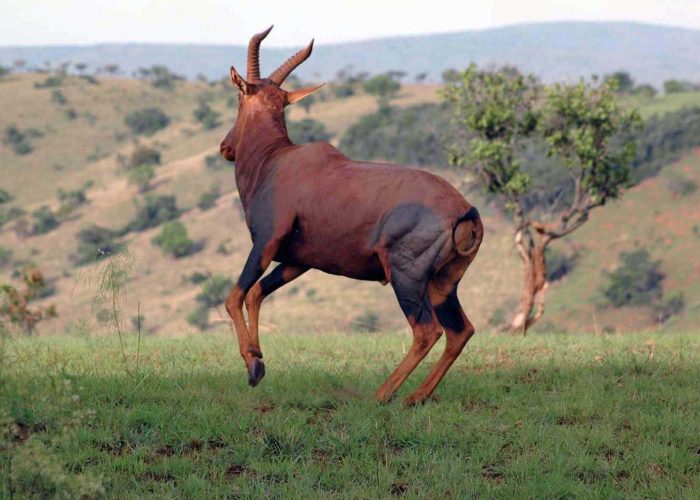 ajai-wildlife-reserve