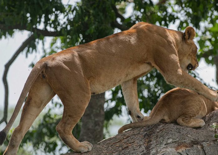 kigezi-wildlife-reserve