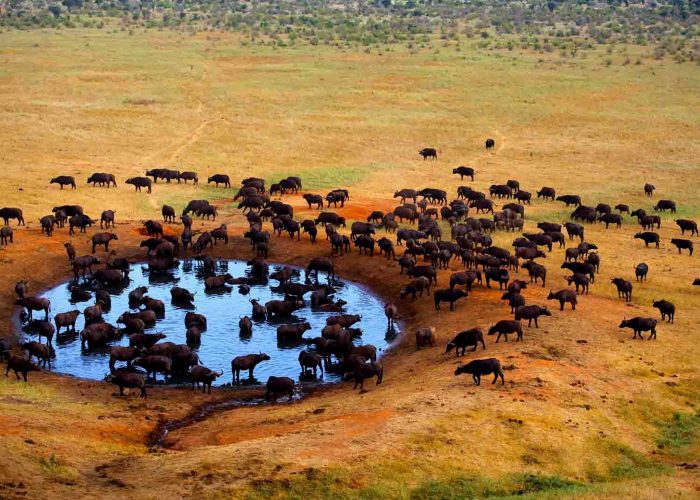 meru-national-park
