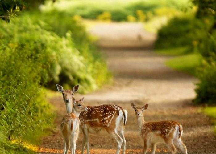 ol-donyo-sabuk-national-park